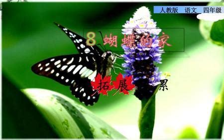 形容蝴蝶|关于蝴蝶的成语或熟语 (关于蝴蝶的优美成语) (37个)